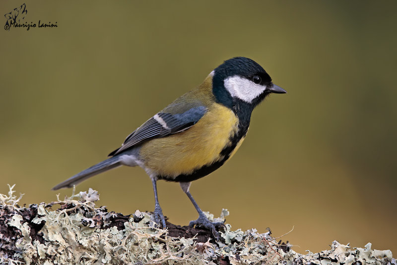 Cinciallegra,Great tit