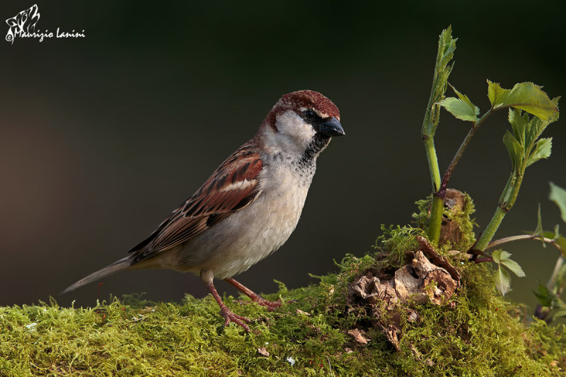 Passera ditalia , Italian sparrow