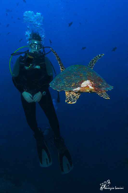 Martina e la tartaruga verde , Martina and the green sea turtle