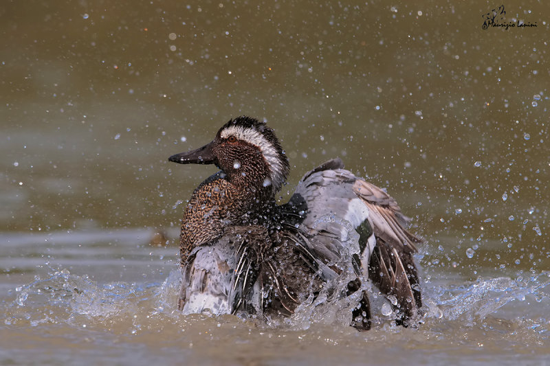 Marzaiola , Garganey