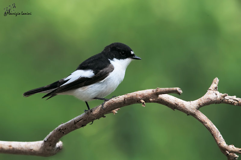 Balia nera , Pied flycatcher