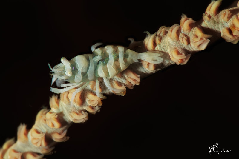 Gamberetto simbionte , Ankers Whip Coral Shrimp 