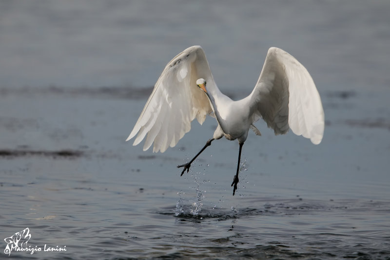 Airone bianco maggiore , Great egret