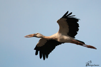 Cicogna dal becco aperto , Asian openbill