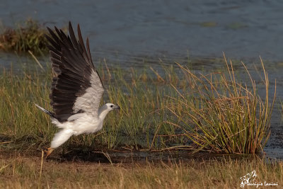 Aquila di mare ventrebianco , White-bellied Sea Eagle