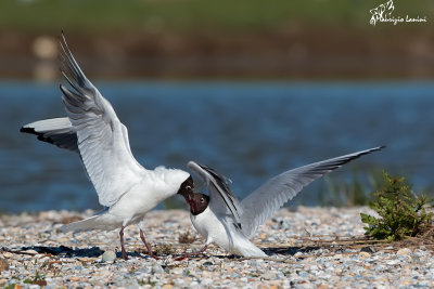 Gabbiani comuni , Black-headed gulls