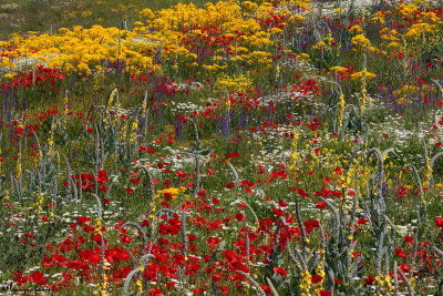 Campo fiorito , Flowers