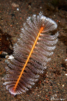 Pennatula , Sea pen