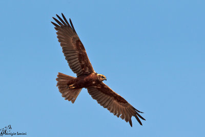 Falco di palude , Western marsh harrier