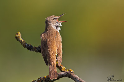 Cannareccione , Great reed-warbler