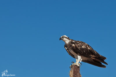 Falco pescatore , Osprey