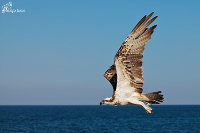 Falco pescatore , Osprey