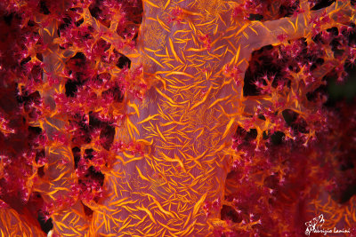 Ramo di alcionario ,Carnation Tree Coral