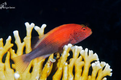 Pesce falco di Forster ( variazione di colore) , Freckled hawkfish ( color variation)