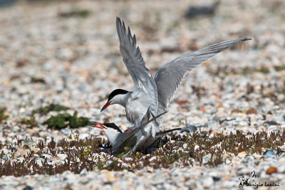Accoppiamento di Sterna comune , Common tern mating