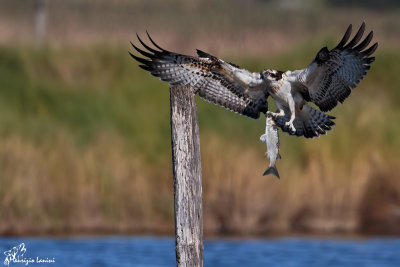 Falco pescatore, Osprey