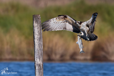 Falco pescatore, Osprey