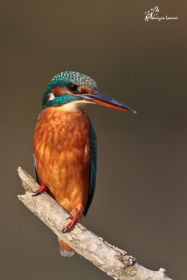 Martin pescatore , Kingfisher