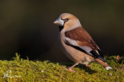 Frosone ,  Hawfinch