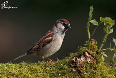Passera d'italia , Italian sparrow