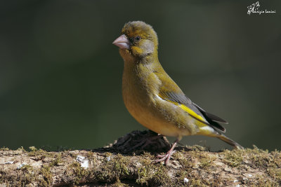 Verdone , European greenfinch