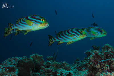 Grugnitore striato , Yellow-banded sweetlips