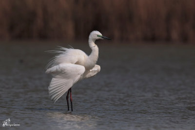 Airone bianco maggiore , Great egret
