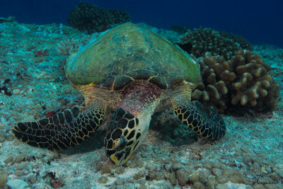 Tartaruga verde,Green sea turtle
