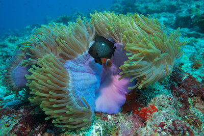 Anemone e dascyllus, Magnificent sea anemone and threespots dascyllus