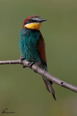 Gruccione, Bee-eater