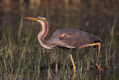 Airone rosso , Purple heron