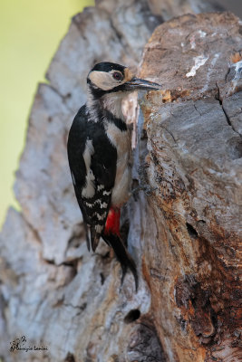 Picchio rosso maggiore , Great spotted woodpecker