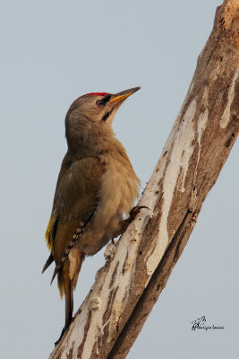 Picchio cenerino , Grey-headed woodpecker
