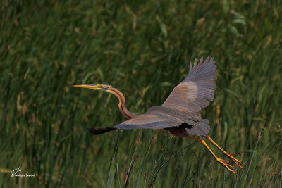 Airone rosso , Purple heron