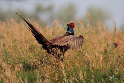 Fagiano comune , Pheasant