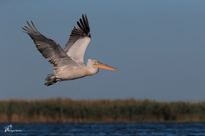 Pellicano riccio , Dalmatian pelican