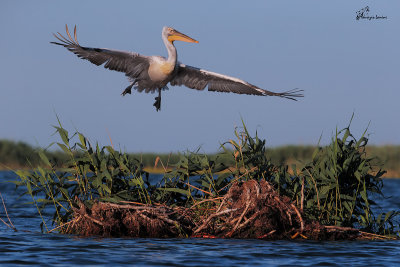 Pellicano riccio , Dalmatian pelican