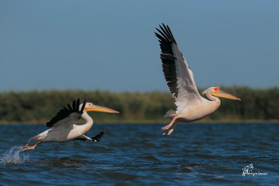 Pellicani bianchi , Great white pelican