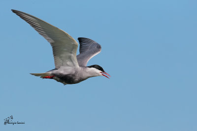 Mignattino piombato , Whiskered tern