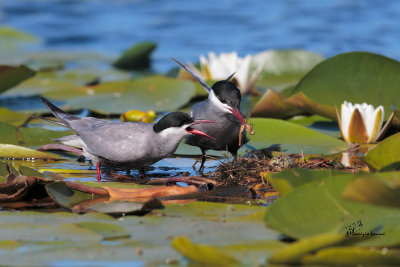 Mignattini piombati, Whiskered tern