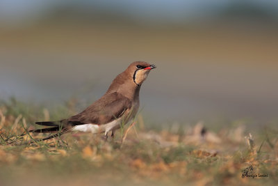 Pernice di mare , Collared pratincole