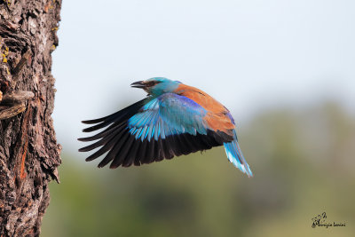 Ghiandaia marina , Roller