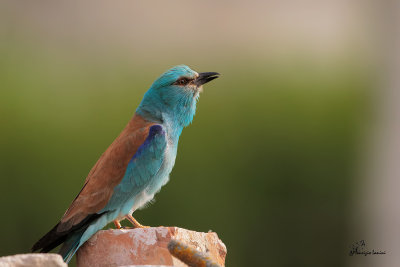 Ghiandaia marina , Roller