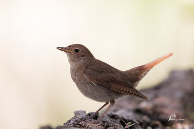 Usignolo maggiore , Thrush Nightingale