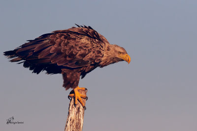 Aquila di mare , White-tailed eagle 