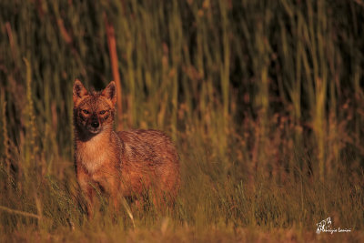 Sciacallo dorato , Golden jackal