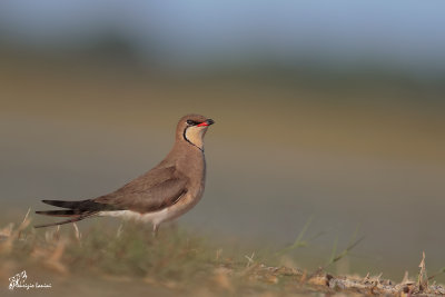 Pernice di mare, Collared pratincole 