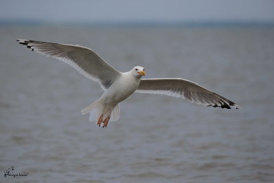 Gabbiano reale pontico , Caspian gull