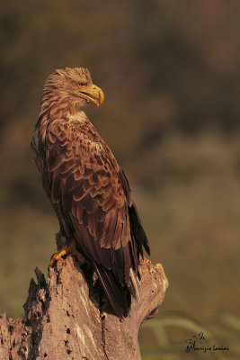 Aquila di mare , White-tailed eagle 