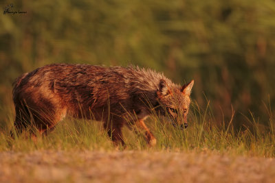 Scacallo dorato , Golden jackal